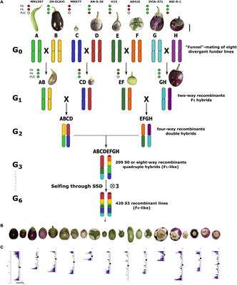 Newly Developed MAGIC Population Allows Identification of Strong Associations and Candidate Genes for Anthocyanin Pigmentation in Eggplant